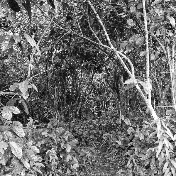 floral with uncommon clarity