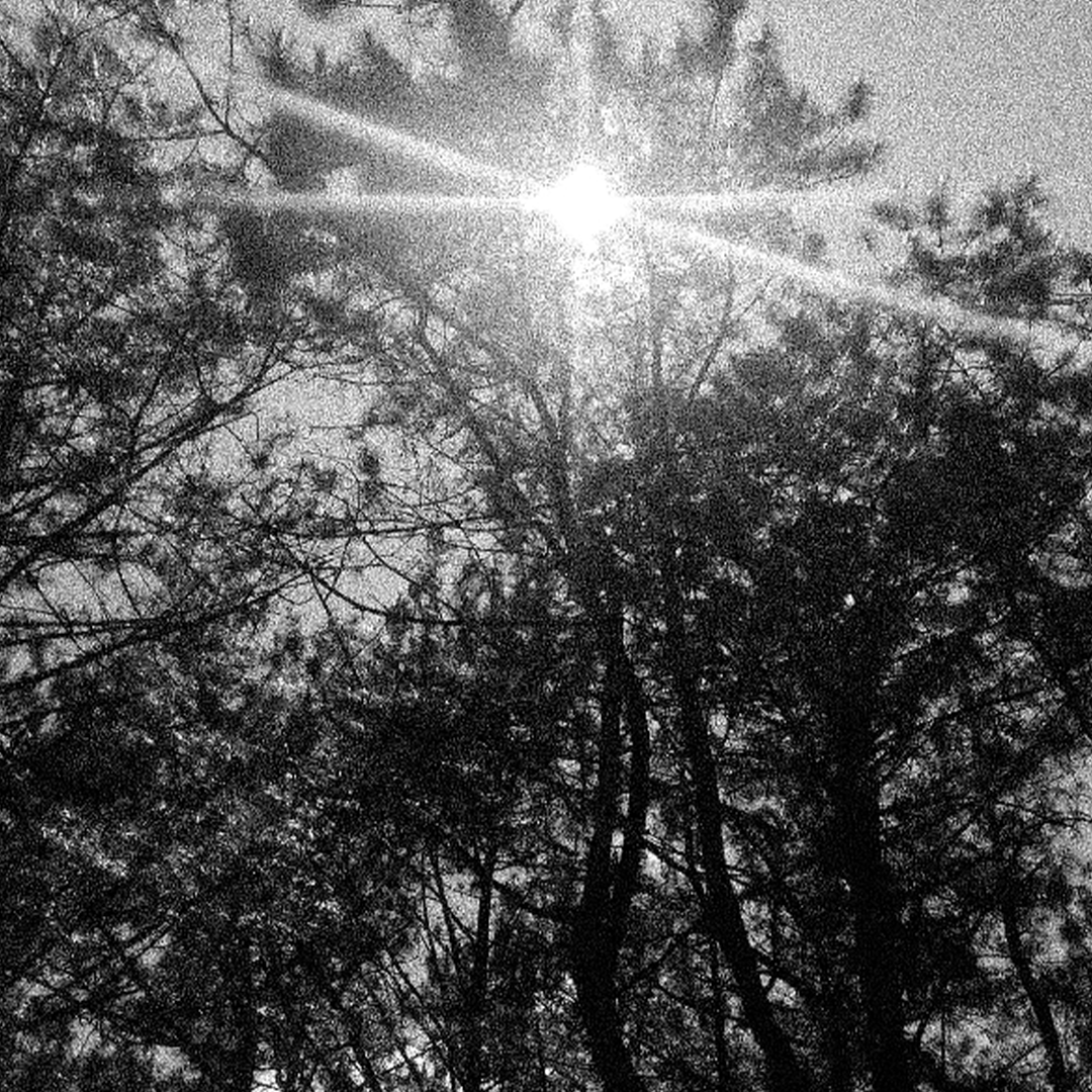 wild & resinous with a subtle tart lift